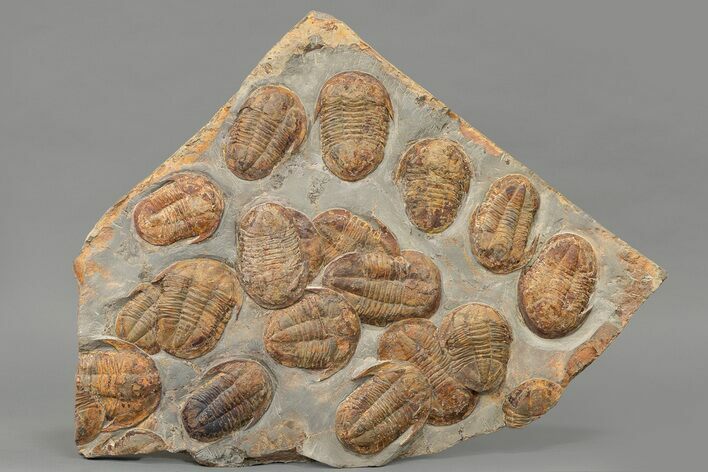 Asaphid Trilobite Mortality Plate - Impressive Display #227814